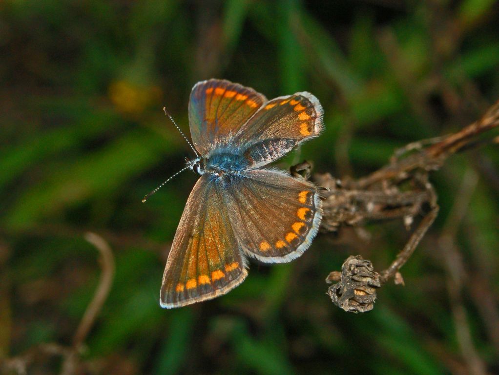 Galleria di insetti in volo